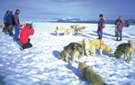 туры на собачьих упряжках в Гренландии