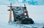 туры на собачьих упряжках в Гренландии