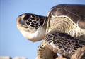 Черепахи на Северном Кипре