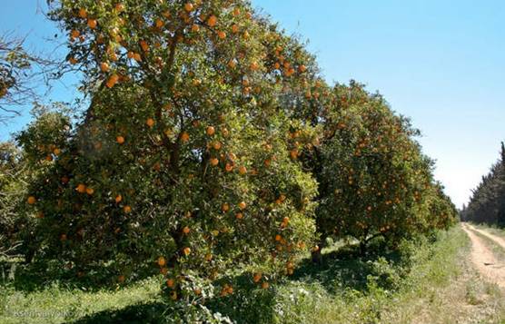 Апельсиновые рощи под Лимассолом (Район Лимассол, Кипр)