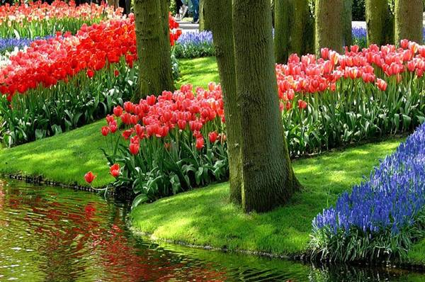 велокруиз по Голландии на цветение тюльпанов